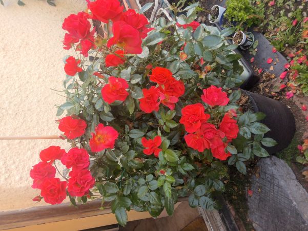 roses cr o.jpg